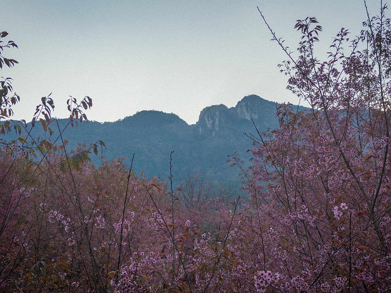 清迈因他暖山樱花与山影